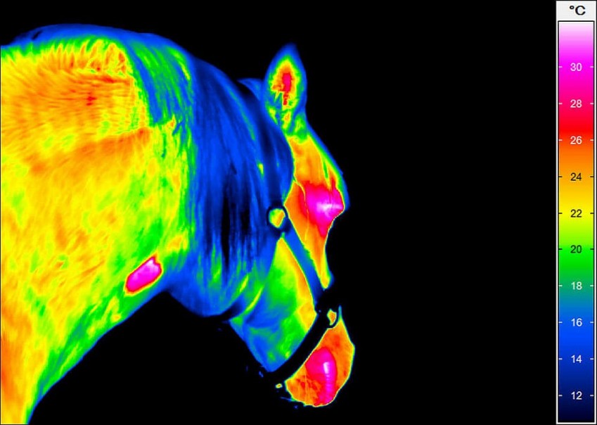 Термограмма лошади